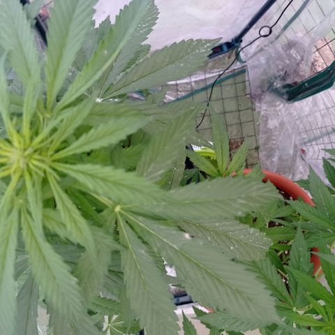 Auto Ak  growlog timeline photo