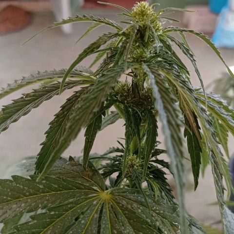 Auto Ak  growlog timeline photo