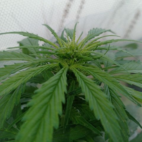 Auto Ak  growlog timeline photo