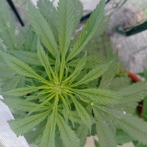 Auto Ak  growlog timeline photo