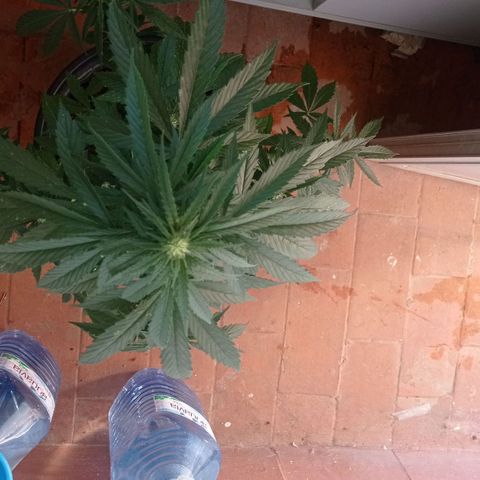 Magnum auto growlog timeline photo