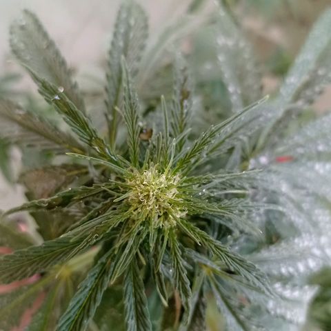 Auto Ak  growlog timeline photo