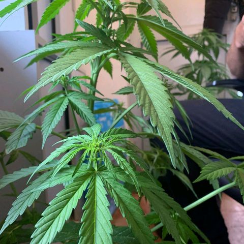 Auto Ak  growlog timeline photo