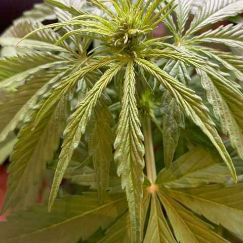Auto Ak  growlog timeline photo