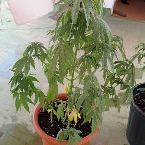 Auto Ak  growlog timeline photo