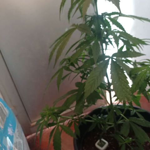 Magnum auto growlog timeline photo