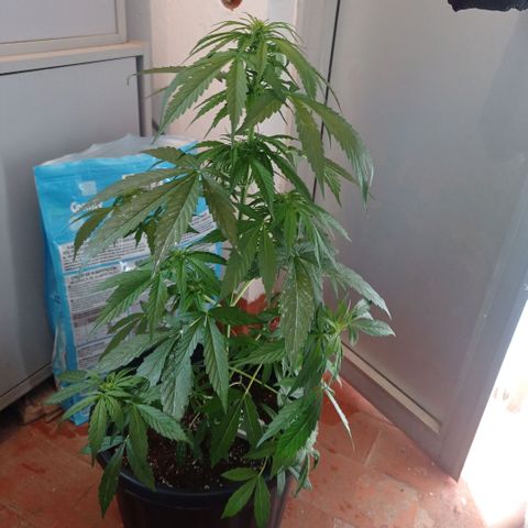 Magnum auto growlog timeline photo