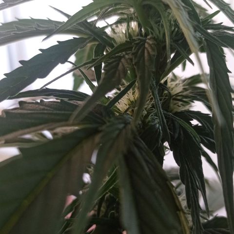 Magnum auto growlog timeline photo