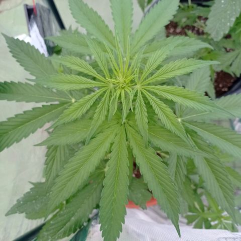 Auto Ak  growlog timeline photo