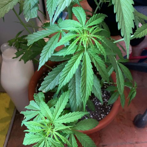 Auto Ak  growlog timeline photo