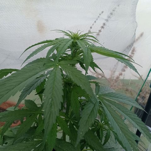 Magnum auto growlog timeline photo