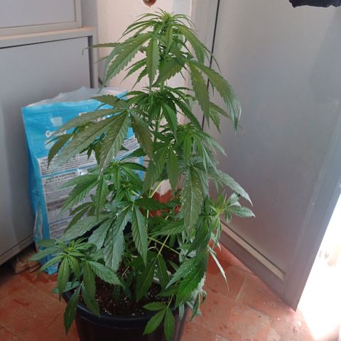 Magnum auto growlog timeline photo