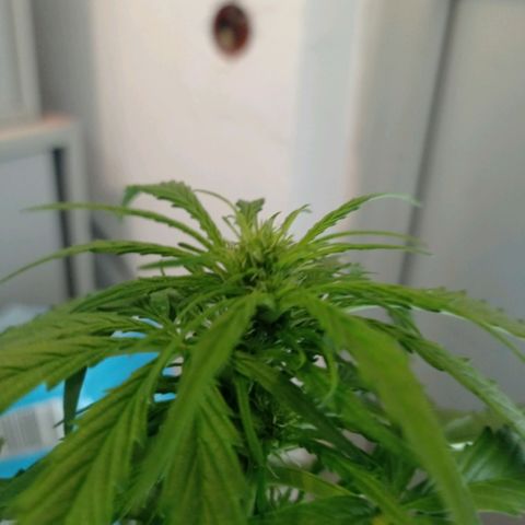 Magnum auto growlog timeline photo