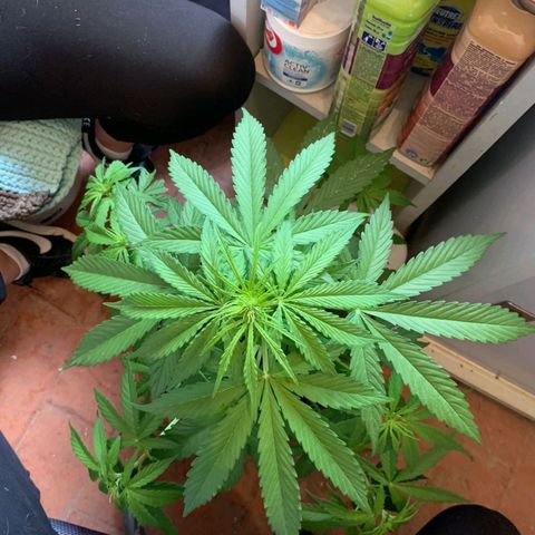 Auto Ak  growlog timeline photo