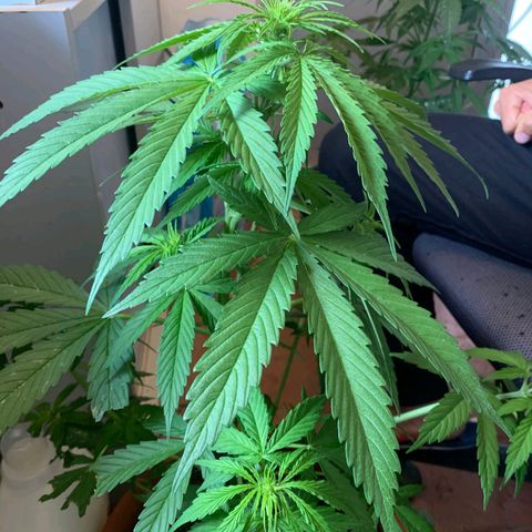 Auto Ak  growlog timeline photo