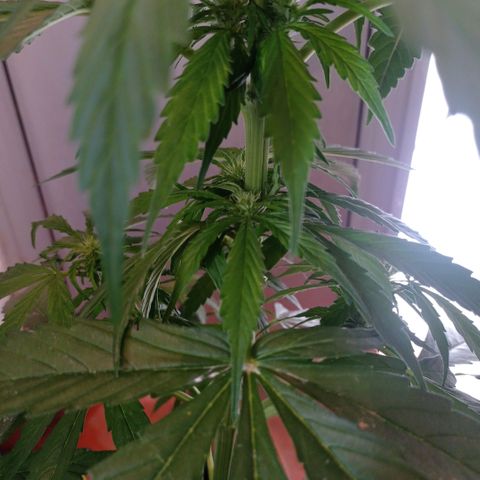 Magnum auto growlog timeline photo