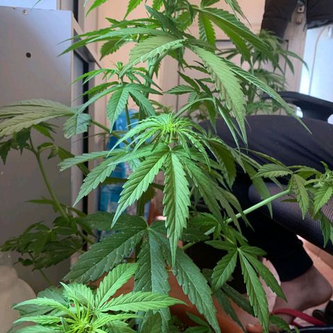 Auto Ak  growlog timeline photo