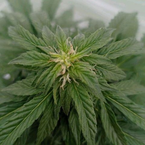 Magnum auto growlog timeline photo