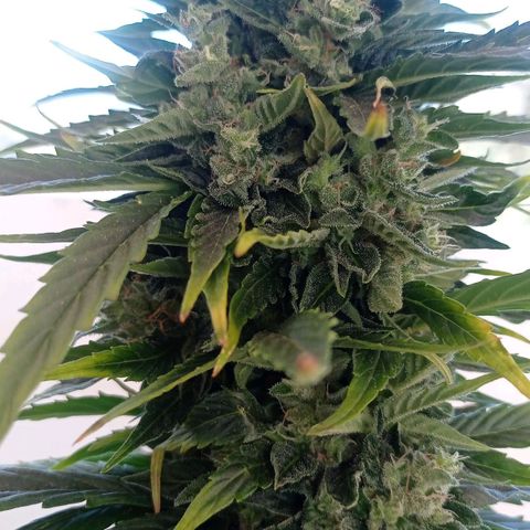 Magnum auto growlog timeline photo