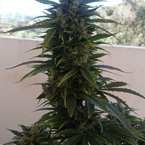 Magnum auto growlog timeline photo