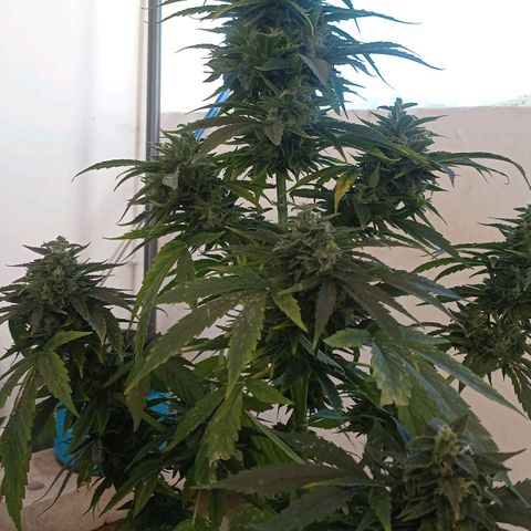 Magnum auto growlog timeline photo