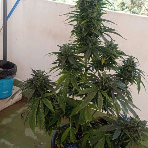 Magnum auto growlog timeline photo