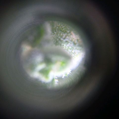 Magnum auto growlog timeline photo