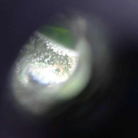Magnum auto growlog timeline photo