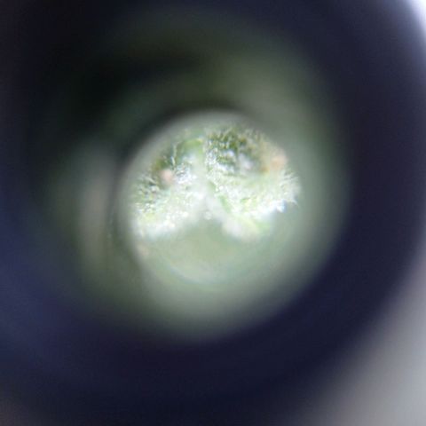 Magnum auto growlog timeline photo