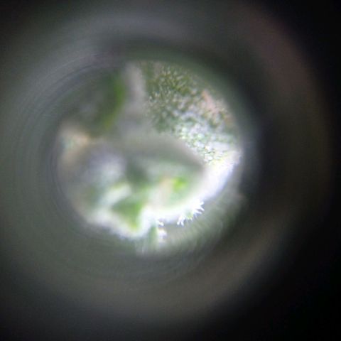 Magnum auto growlog timeline photo