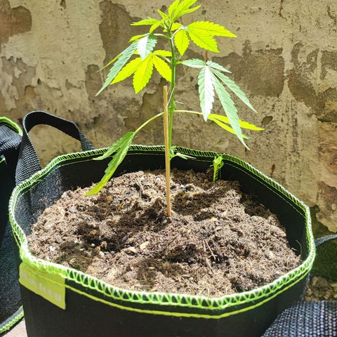 Special Queen #1 growlog photo: Umgetöpft weil die Erde voller Maden war, seit knapp na Woche am erholen 