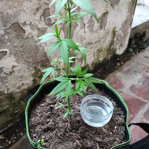 Special Queen #1 growlog timeline photo