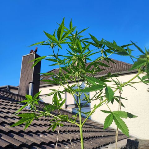 Special Queen #1 growlog timeline photo