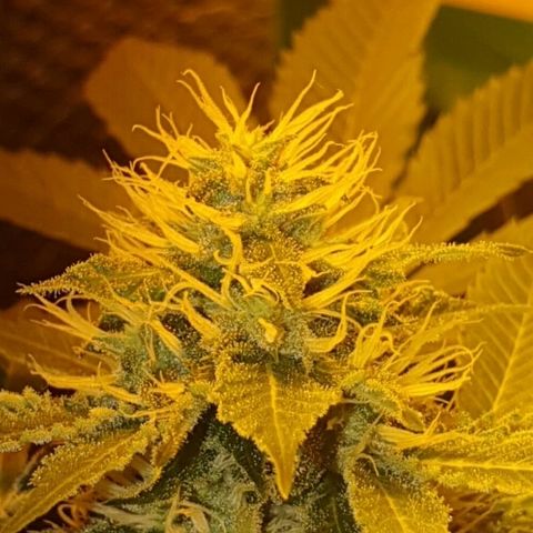 Gorilla bilbo Growlog-Foto 1