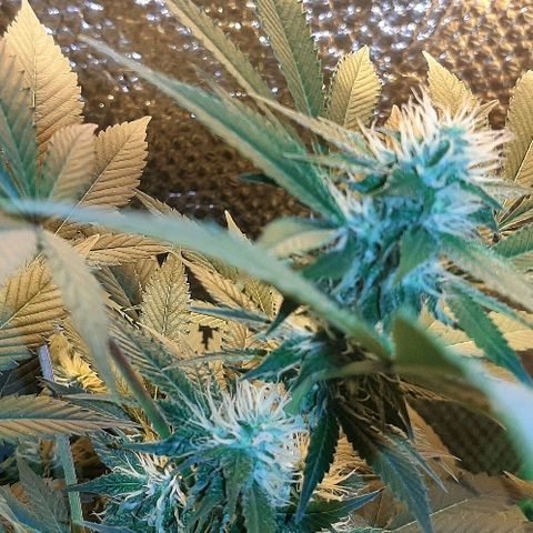Gorilla bilbo growlog timeline photo