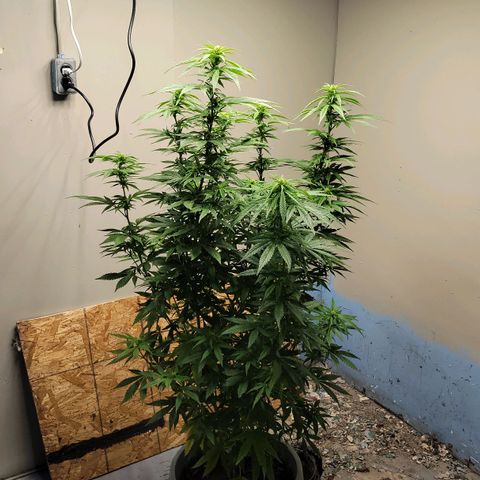 Auto Northern Lights growlog timeline photo