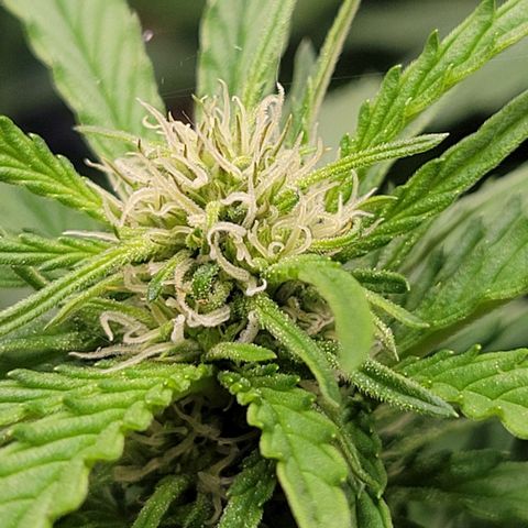 Auto Northern Lights growlog timeline photo