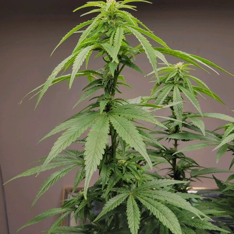 Auto Northern Lights growlog timeline photo