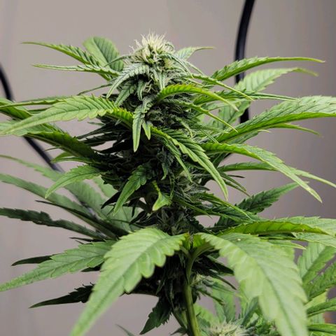 Auto Northern Lights growlog timeline photo