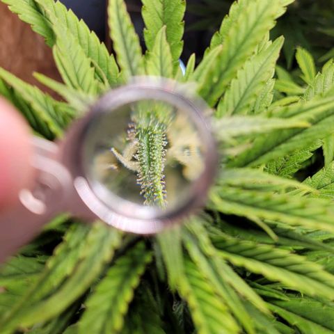 Auto Northern Lights growlog timeline photo