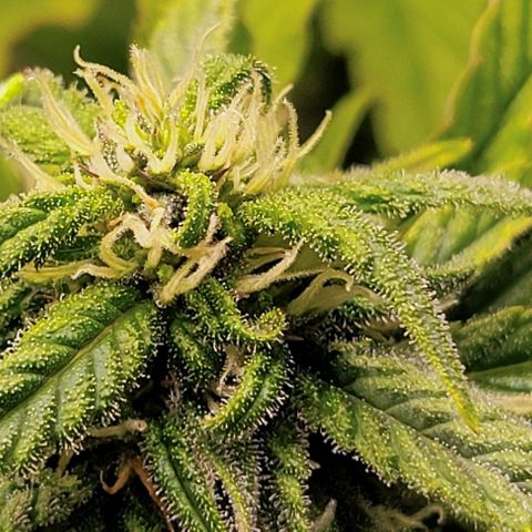 Auto Northern Lights growlog timeline photo