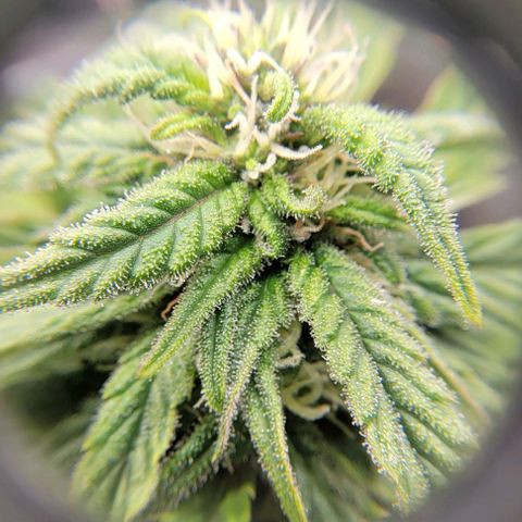 Auto Northern Lights growlog timeline photo