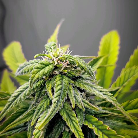 Auto Northern Lights growlog timeline photo