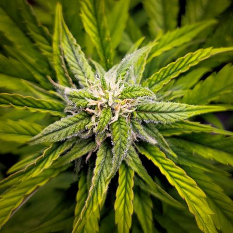 Auto Northern Lights growlog timeline photo