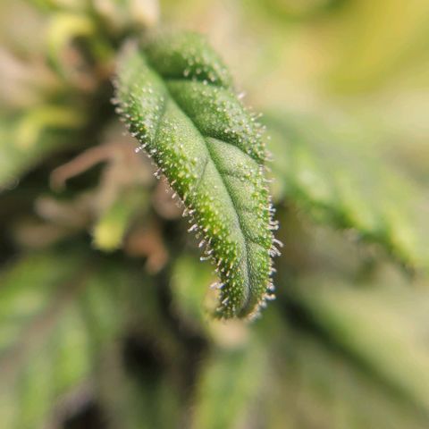 Auto Northern Lights growlog timeline photo