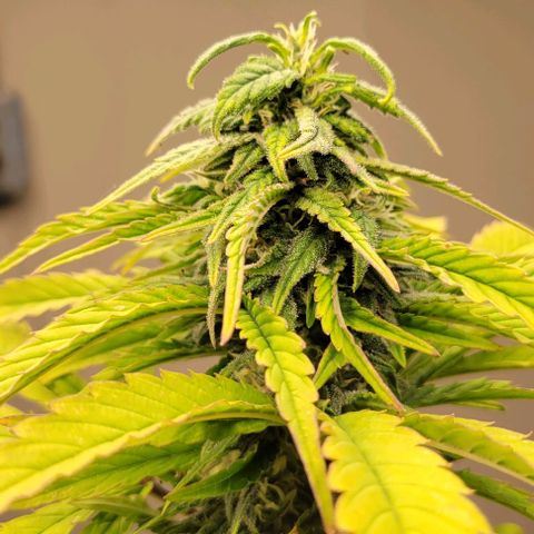 Auto Northern Lights growlog timeline photo