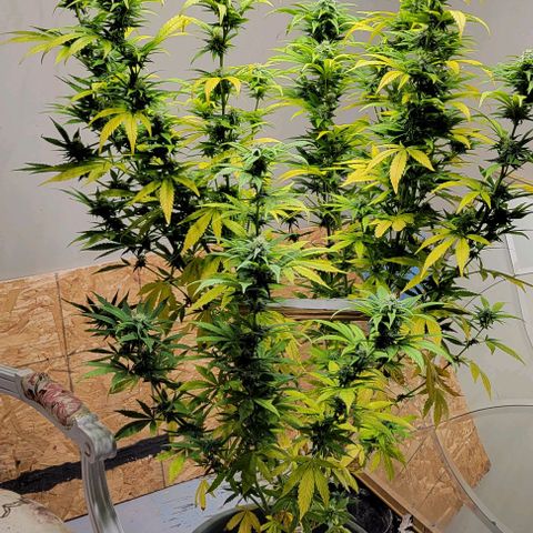 Auto Northern Lights growlog timeline photo