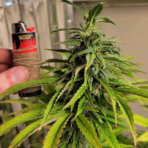 Auto Northern Lights growlog photo: Gave some feed last dose seemed to be real great for her. Just going to run water for a week to flush. 