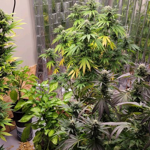 Auto Northern Lights growlog photo: I havent posted in a minute since not much has changed but heres a picture of the trichomes and a few edits of some of my other flowers. Pretty sure they are becoming potasium deficient so i gave some wood ash and water to see if that helps if i see no change in the next few days ill be purchasing some micronutrients for them.