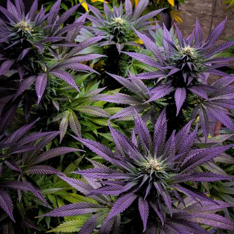 Auto Northern Lights growlog photo: I havent posted in a minute since not much has changed but heres a picture of the trichomes and a few edits of some of my other flowers. Pretty sure they are becoming potasium deficient so i gave some wood ash and water to see if that helps if i see no change in the next few days ill be purchasing some micronutrients for them.